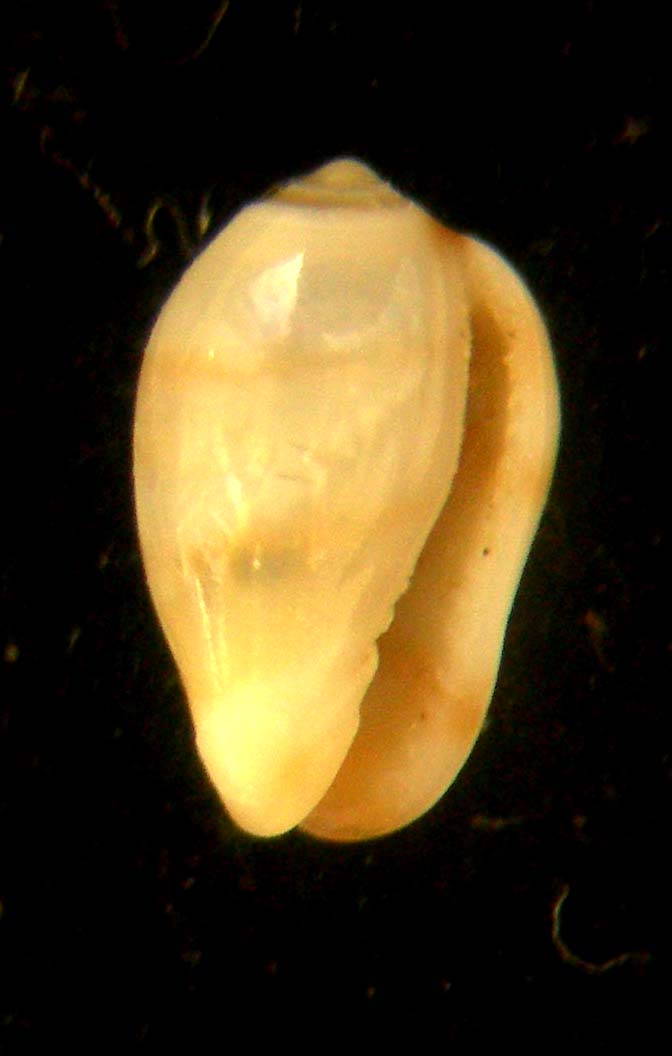 gibberula oryza